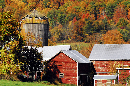 Beautiful Fall colors surround a ramshackled farm in up state New York.