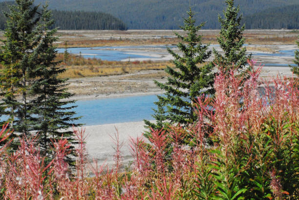 istock Canada-Conifers and Fireweed on the Braided River Shore 1248826990