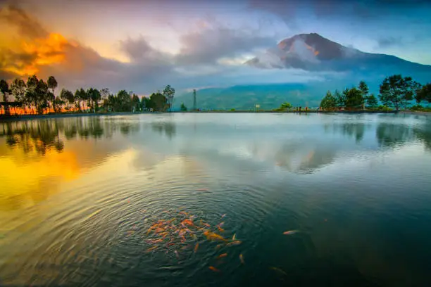 Beautiful sunrise in embung Kledung lakes, and Koi fish on the water with Sumbing mountain on background.