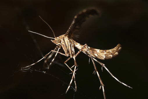Profile view of a brown and white plume moth against a dark background