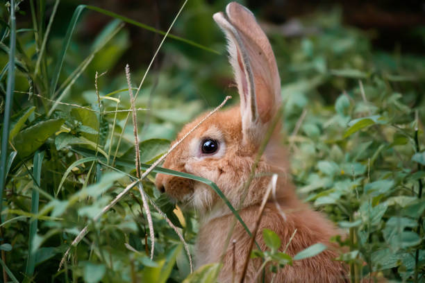 istock rabbit. furry mammals with long ears 1248832665