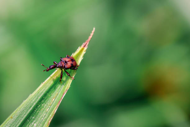 istock black weevil, plant pest insects 1248832743