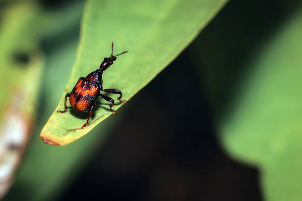 istock black weevil, plant pest insects 1248832753