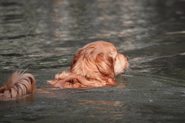istock Golden retriever dog in water 1248832823
