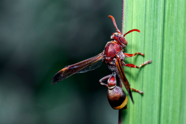 istock stinging bee. winged insects that have needles and poisons on their tails 1248833401