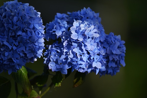 Hydrangea is a Hydrangeaceae deciduous shrub that produces white, blue, purple or red flowers with a developed calyx during the rainy season.