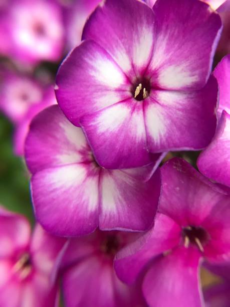 istock Purple razzamatazz 1248837852