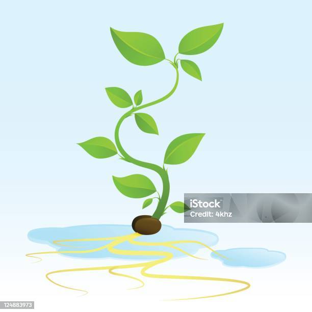 Ilustración de Hydroponic Cultivo De Germen De Semilla Con Raíces y más Vectores Libres de Derechos de Plántula - Plántula, Hidropónica, Flora