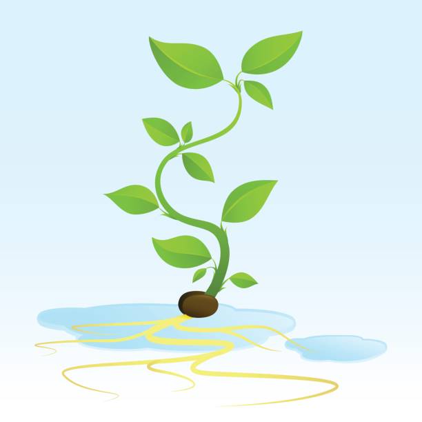 hydroponic 싹 성장하는 메트로폴리스 씨, roots - hydroponics seed seedling plant stock illustrations