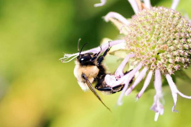istock Bumble Bee with Missouri Ironweed 1248840342