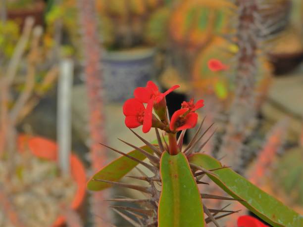 istock Close-up of a red cactus flower 1248840737
