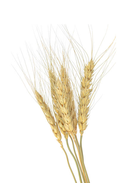 istock Wheat,balay isolated on white background 1248844611