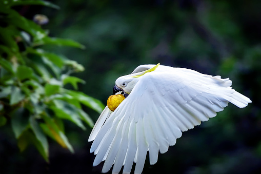 Cacatua galerita flying with a lemon in it’s mouth