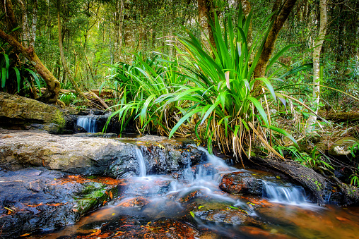 Tiny waterfall in little creek in the rain forest