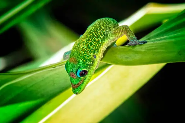 Photo of Gold Dust Day Gecko