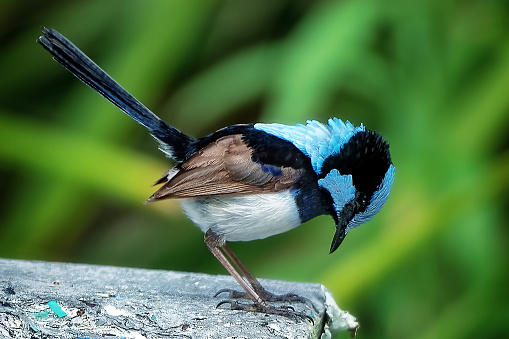 Adult Superb Fairy Wren (Malurus cyaneus) perched on an old tree stump in the forest