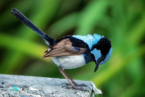 Red-winged Fairy-wren, white-winged Fairy-wren, Splendid Fairy-wren