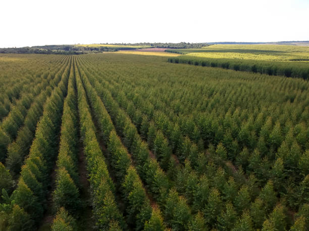 Aerial view of a young Eucalyptus plantation in Brazil Aerial view of a young Eucalyptus plantation in Brazil tree farm stock pictures, royalty-free photos & images