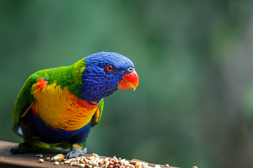 Eastern Rosella Rainbow Parrots in Canberra, Australia, showing off his colored feathers of red, orange, yellow, green, and a hint of blue.