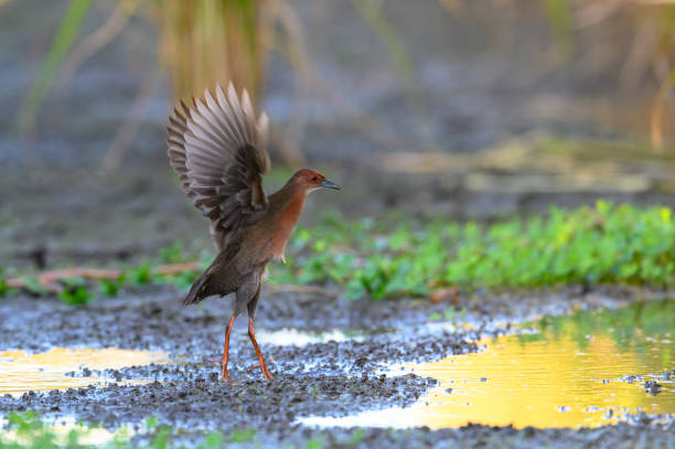 Ruddy-breasted crake ,bird is lifting its wings to relax.