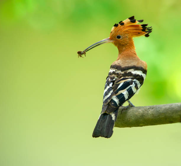 一般的なフープーの鳥のクローズアップ - nature animal bird branch ストックフォトと画像