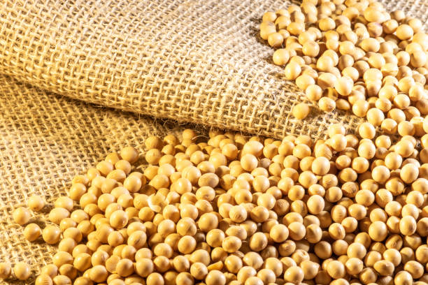 istock Brazilian soybean seeds background with selective focus 1248850576