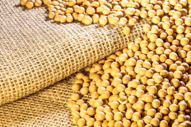 istock Brazilian soybean seeds background with selective focus 1248850605