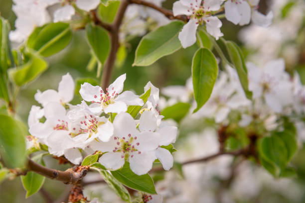 istock Blooming branch of pear tree 1248852569