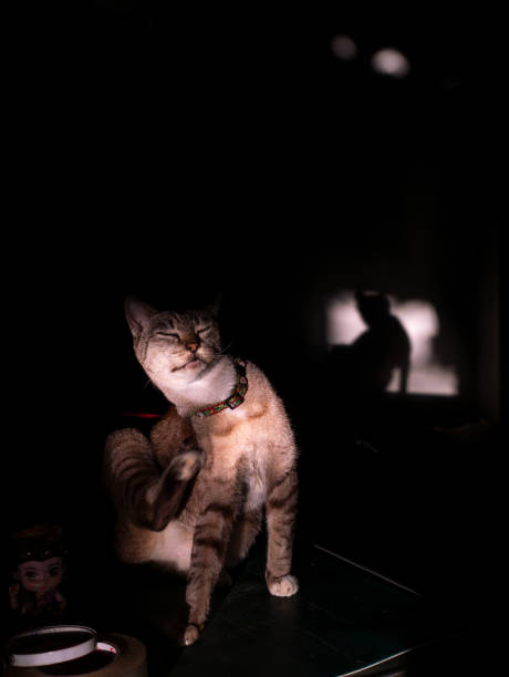 istock Tabby Cat Feels Good While Scratching The Body 1248858520