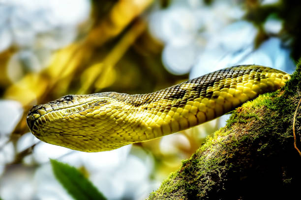 150+ Jungle Carpet Python Foto Stok, Potret, & Gambar Bebas Royalti ...