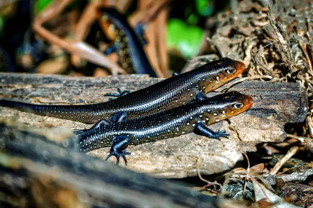 Tiny new born Land Mullet lizards in the wild