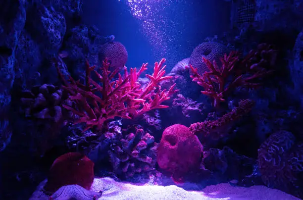 Photo of Close up Colorful Scene of Underwater Coral Reef