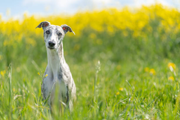Blonde and brown whippet are friends and have a running competition.  Shot of beautiful action of fast running whippet and its attitude. Action of whippets playing together in the field. Whippets are  athletic, slim, elegant, refined and streamlined