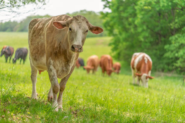 brown milk cows on an organic pasture in the green stock photo