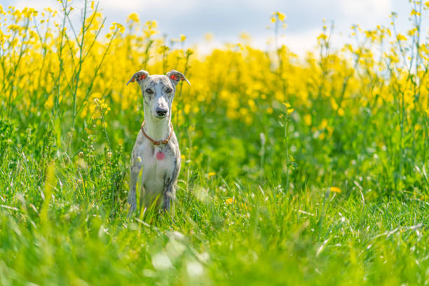 jeune, jolie whippet devant un champ de colza jaune - dog greyhound whippet isolated photos et images de collection