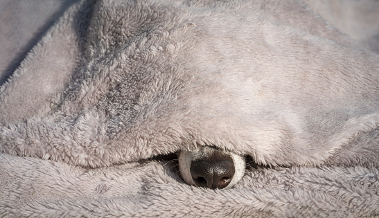 Lindo espectáculo de perros bajo una manta mimosa photo