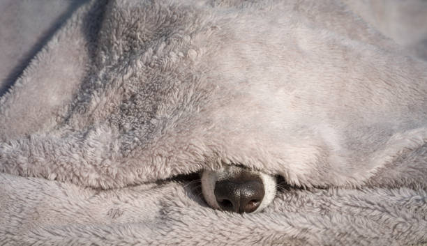 exposition mignonne de chien sous une couverture câline - dog greyhound whippet isolated photos et images de collection