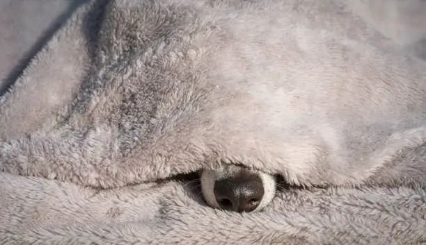 sweet dog look under a cuddly blanket