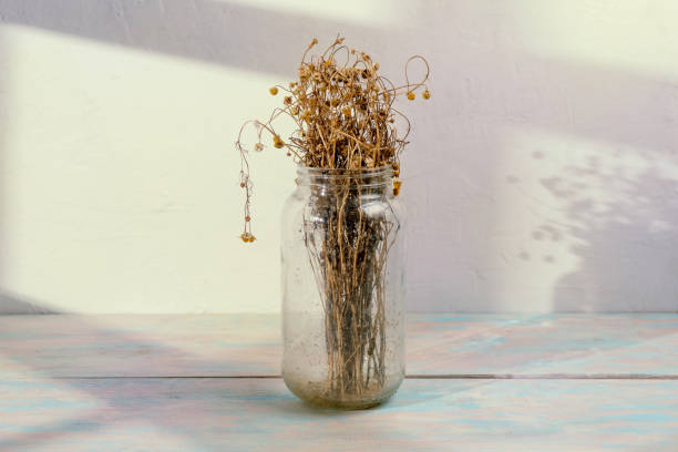istock Dry bunch of chamomile in jar 1248866167