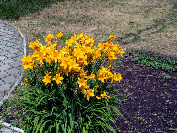 istock blooming yellow lilies illuminated by the sun 1248866939