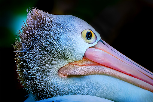 Close up portrait of a pelican (Pelecanus conspicillatus) on the beach