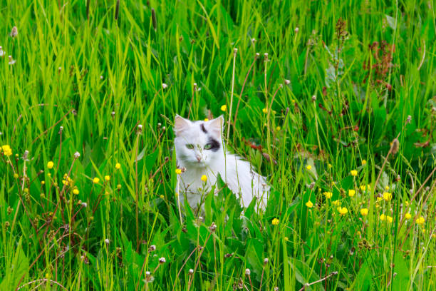 istock Cute cat in green grass on a meadow 1248867371