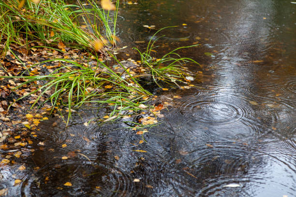 istock Autumn rainy day in the park. 1248868267