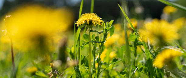 istock Yellow dandelions growing on a lawn illuminated by the sunlight 1248868823