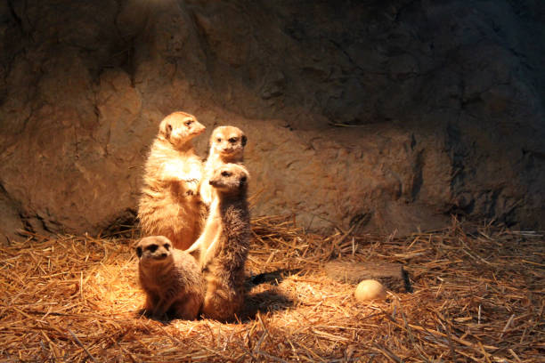 Portrait of Suricate familly standing and watching