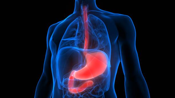 human digestive system magen anatomie - speiseröhre stock-fotos und bilder