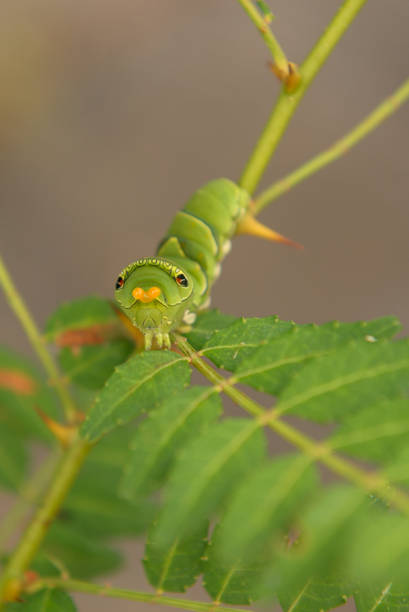 istock close-up of a caterpillar crawling while showing his orange antennas feeling in danger 1248871200