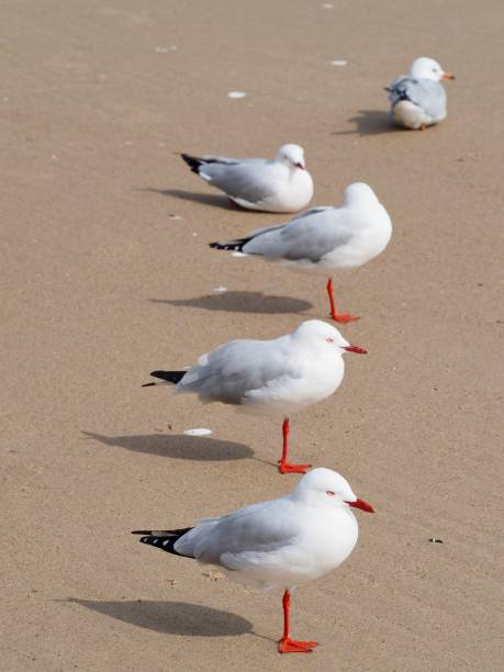 Closeup photo of a group of grey and white seagulls with red legs and feet standing on one leg gazing out over the ocean. Two seagulls are sitting on the sand at top of image.