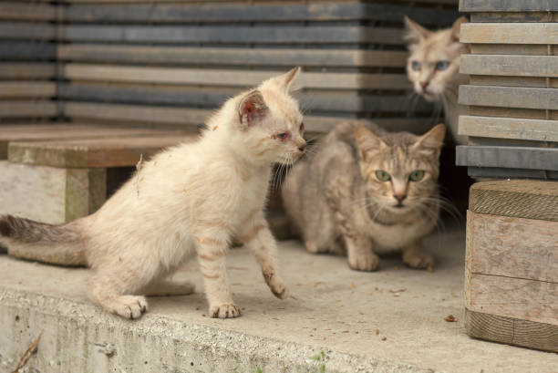 istock a very sick stray kitten watched by his very scared parents 1248873856