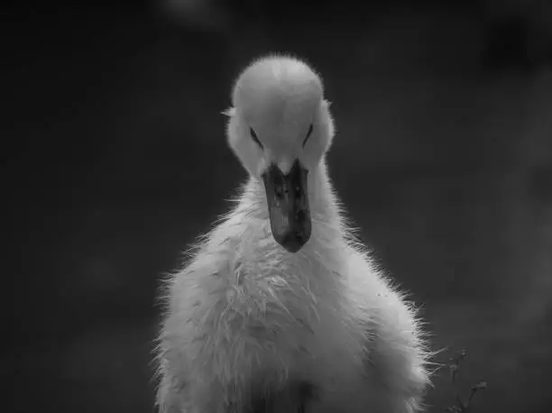 Scene with the swan chick in its natural habitat.